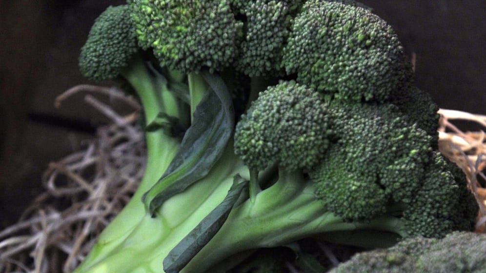 Auch Brokkoli ist mit dem Blumenkohl verwandt. Am besten schreckt man Brokkoli nach dem Kochen sofort in Eiswasser ab, damit er seine grüne Farbe behält.
