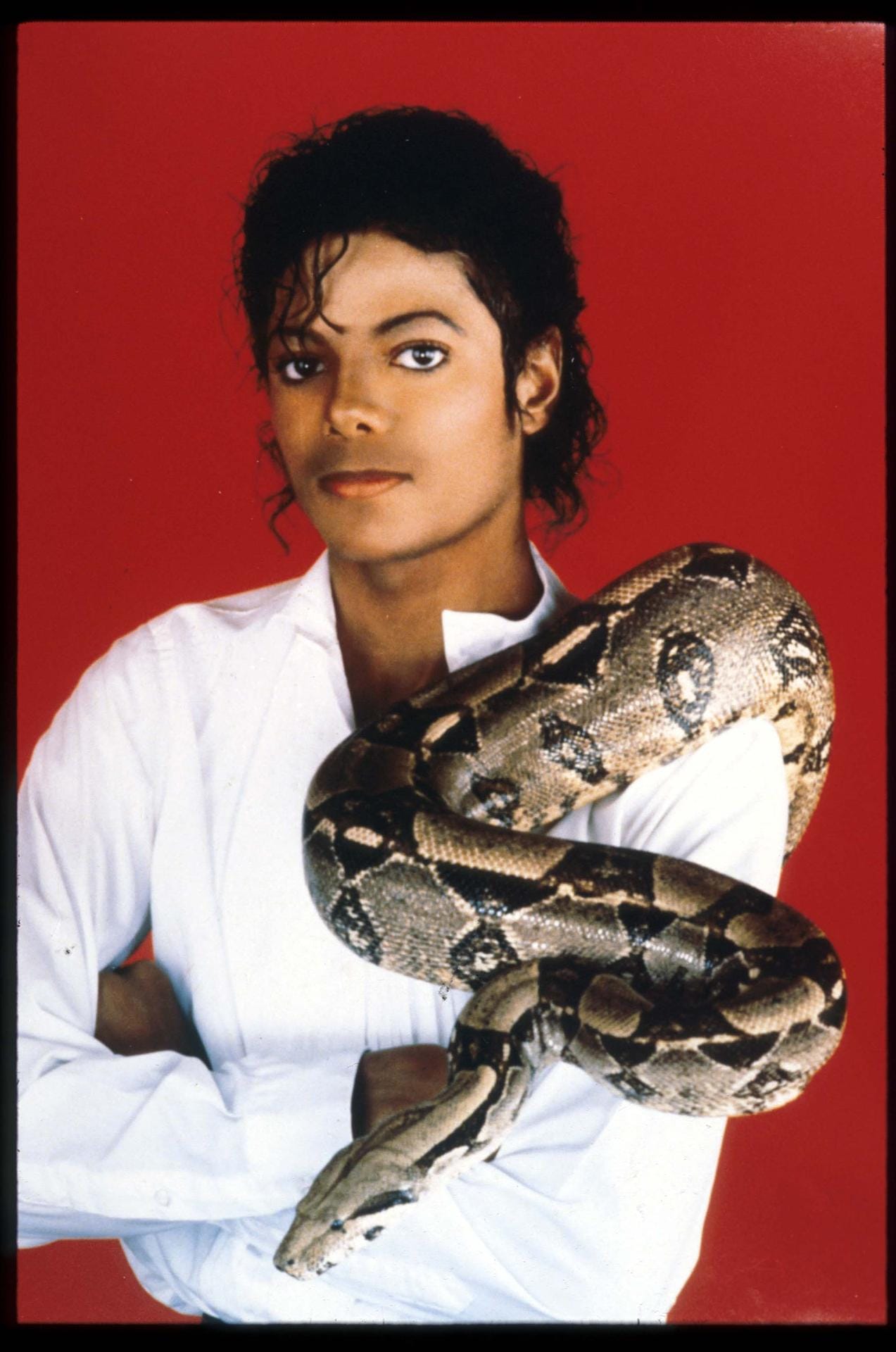 September 1987: Michael Jacksons Vorliebe für exotische Tiere ist jedoch geblieben. Über die Schulter der Legende hängt eine Boa Constrictor, auch Königsschlange genannt.