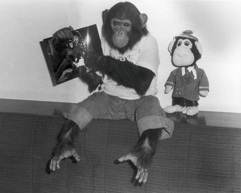 Januar 1987: Schimpanse Bubbles hat auf der Neverland Ranch gelebt und ist für Michael Jackson bis 2003 wie ein Familienmitglied. Später hat sich der Sänger von seinem Tier getrennt, weil der Affe für Menschen gefährlicher geworden ist.