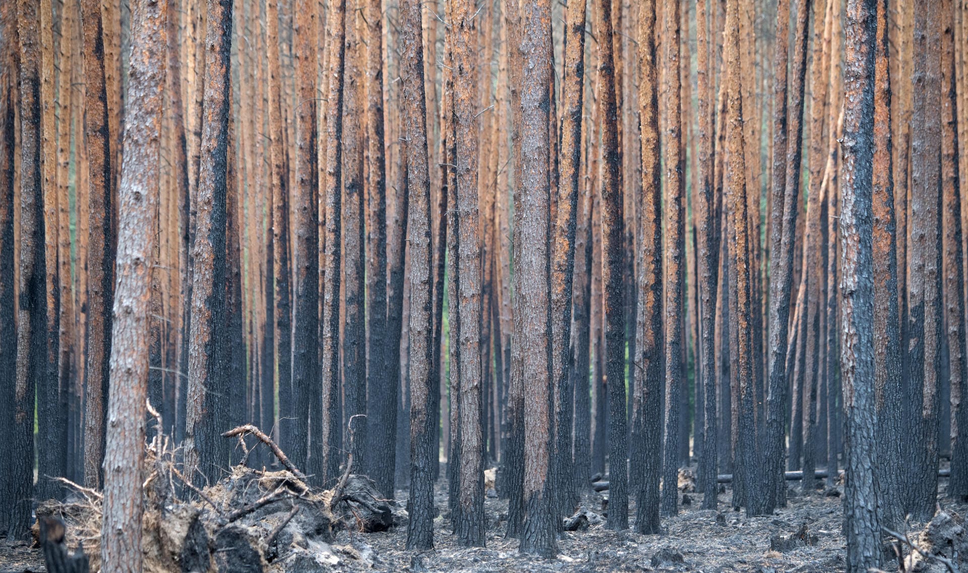 Angesengte Kiefern stehen in einem Waldstück bei Treuenbrietzen. Etwa 350 Feuerwehrleute sind noch zur Bekämpfung von Glutnestern der Waldbrände im Einsatz.