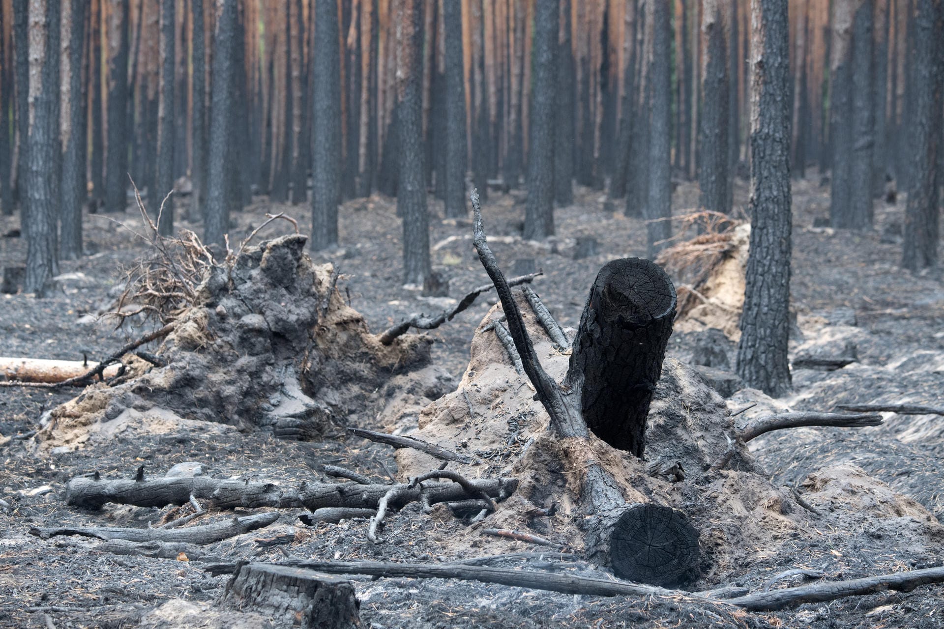 Verbrannte Bäume liegen in einem Waldstück bei Treuenbrietzen. Etwa 350 Feuerwehrleute waren zur Bekämpfung von Glutnestern der Waldbrände im Einsatz.