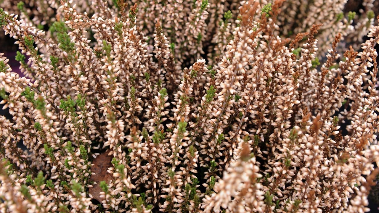 Die Knospenheide (Calluna vulgaris) bildet dichte Teppiche.