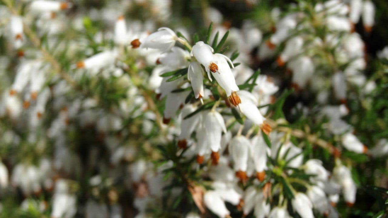 Die kultivierte Schneeheide (Erica carnea) für den Garten erblüht bis in den Spätherbst hinein.