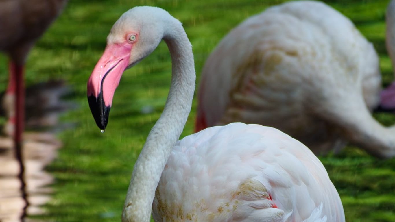 Der Flamingo Ingo hat 71 Jahre auf dem Buckel.