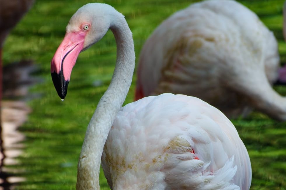 Der Flamingo Ingo hat 71 Jahre auf dem Buckel.