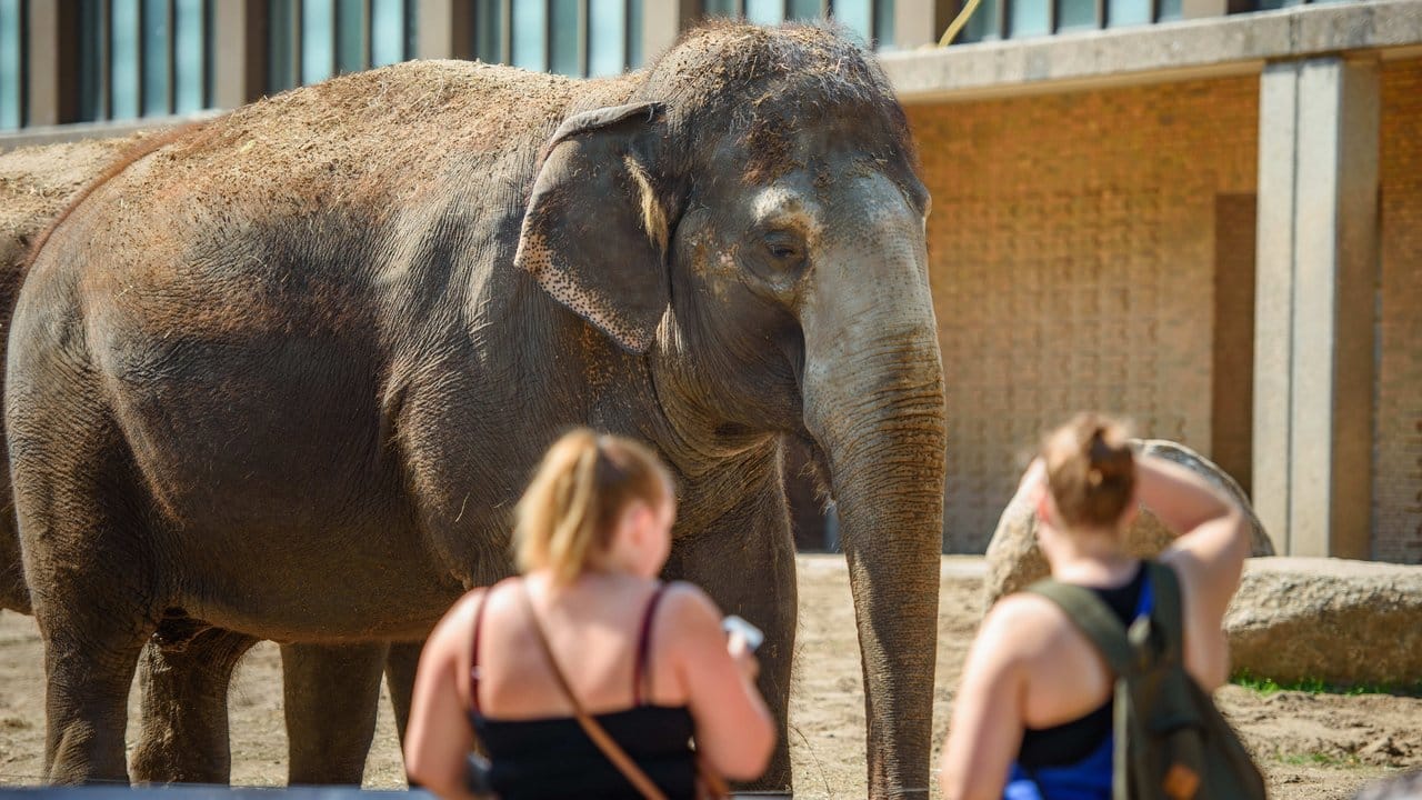 Die Elefantenkuh Tanja ist eines der ältesten Tiere des Berliner Zoos.