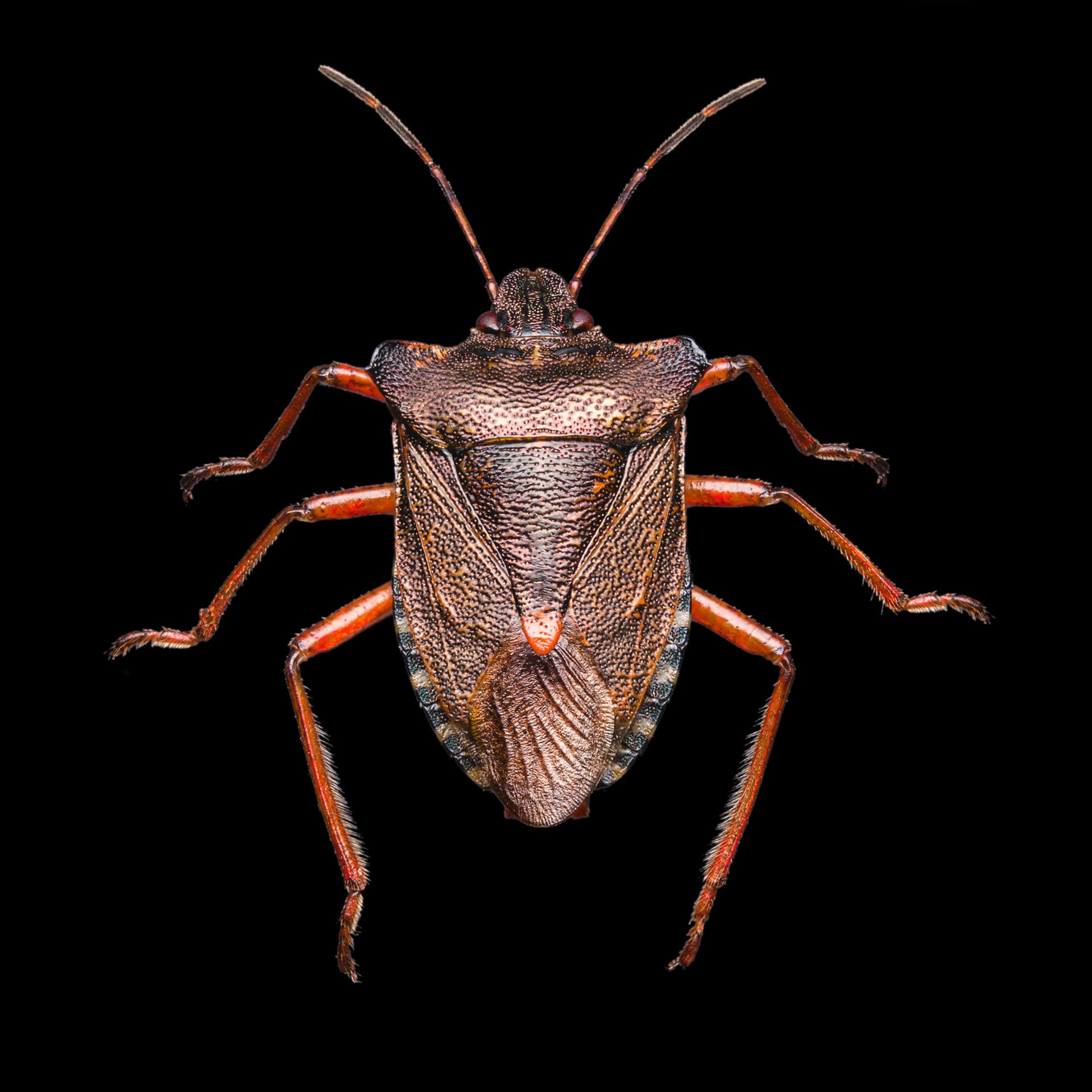 Harte Schale: Diese Mikrofotografie zeigt die Struktur des Panzers eines Käfers.