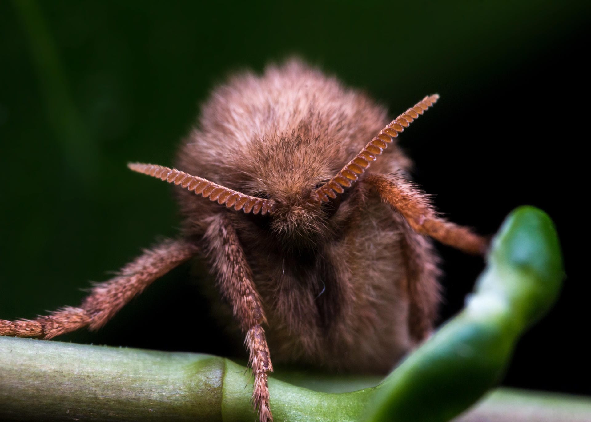 Haarige Motte: Dieser Nachtfalter ist ein Ampfer-Wurzelbohrer.