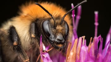 Süßer Honig: An dieser Biene klebt Blütenstaub.