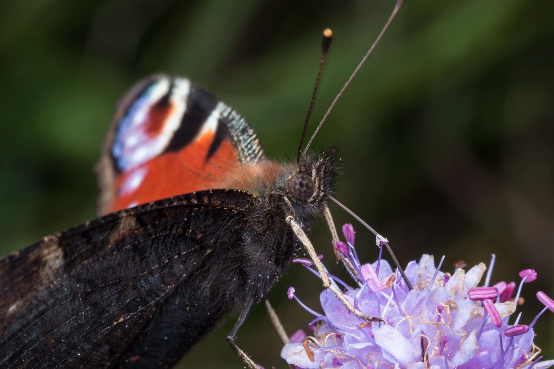 Schmetterling auf einer Blume: so schön ist die Natur, in der wir leben.