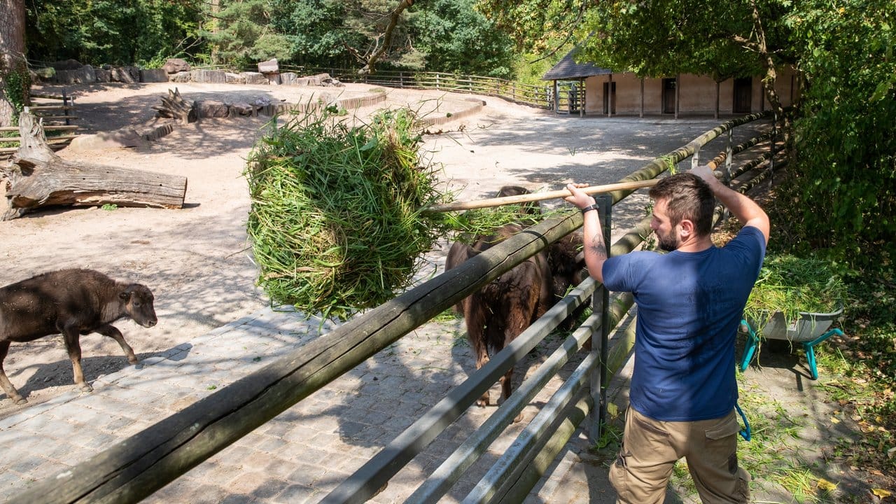 Als Zoo-Tierpfleger ist Andrej Streichert für die Rundum-Versorgung aller Tierarten zuständig.