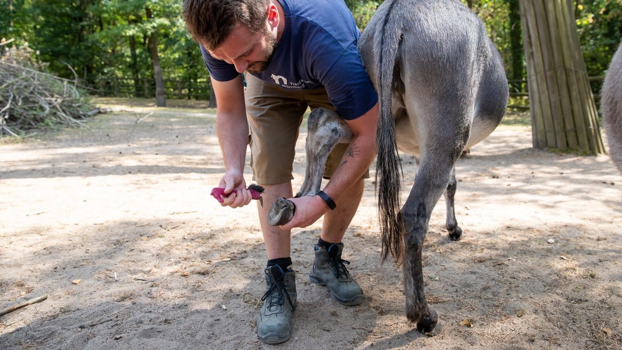 Andrej Streicher ist auch für die Huf-Pflege der Esel zuständig.