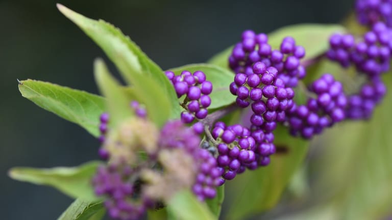 In der Natur sehr seltene violette Früchte bildet der Liebesperlenstrauch (Callicarpa dichotoma) aus.