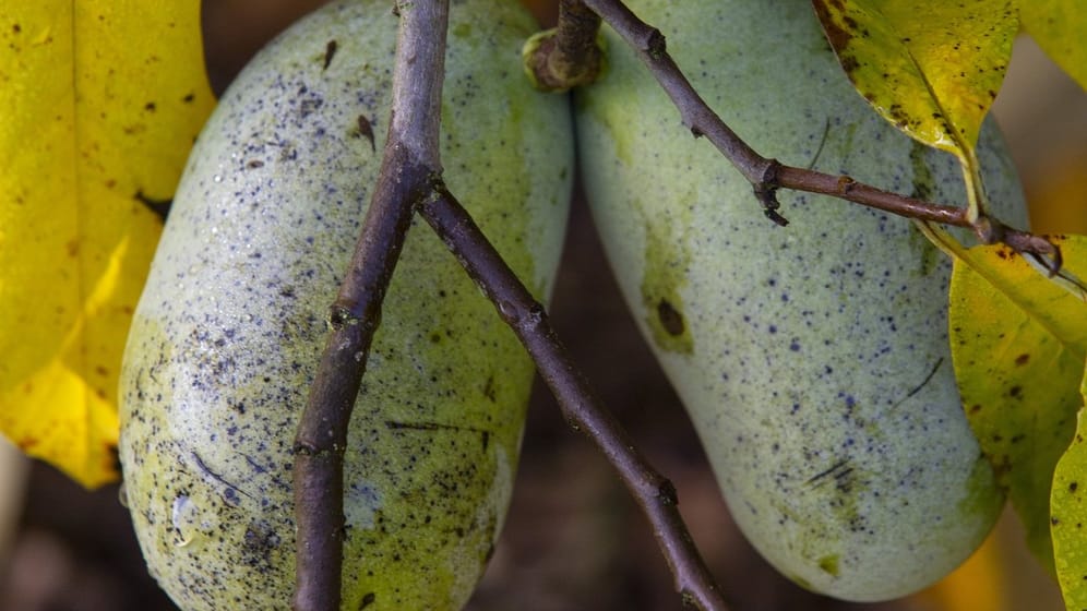 Schmackhafte Früchte bildet die Indianerbanane (Asimina triloba 'Prima 1216').