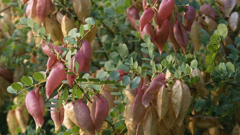 Der Blasenstrauch (Colutea arborescens) bildet im Laufe des Sommers seine auffälligen rotbraunen Hülsenfrüchte aus.