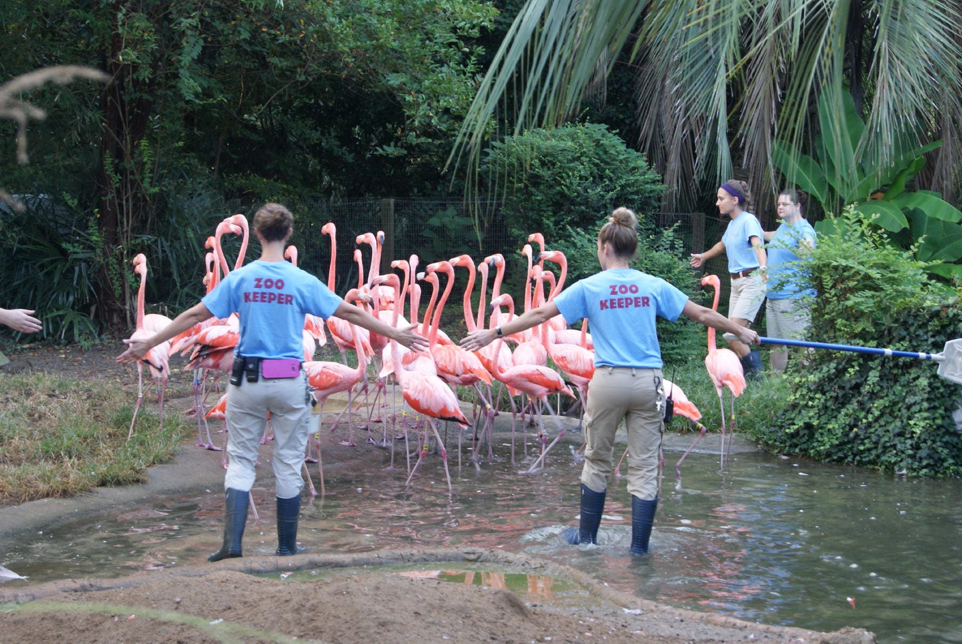 Hunderttausende Menschen wurden von den Behörden im Vorfeld aufgefordert, ihre Häuser zu verlassen. Im Riverbanks Zoo and Garden in South Carolina wurden auch Flamingos in Sicherheit gebracht.