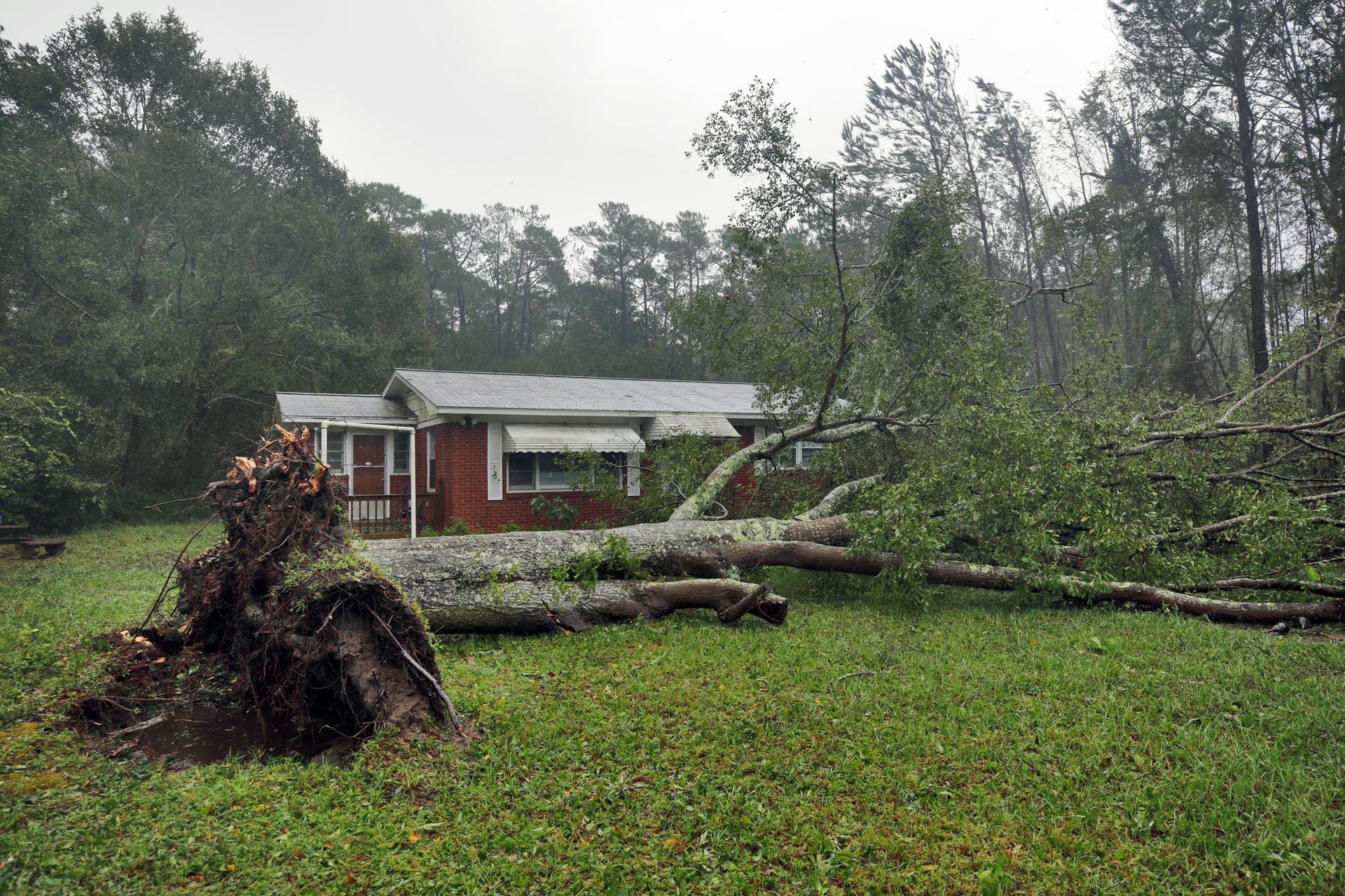 Umstürzende Bäume wie dieser in Wilmington, North Carolina, sind extrem gefährlich. In derselben Stadt wurden eine Frau und ihr Baby getötet, als ein Baum auf ihr Haus fiel. Der Vater des Kindes kam ins Krankenhaus.