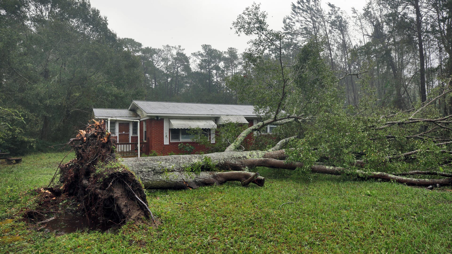 Umstürzende Bäume wie dieser in Wilmington, North Carolina, sind extrem gefährlich. In derselben Stadt wurden eine Frau und ihr Baby getötet, als ein Baum auf ihr Haus fiel. Der Vater des Kindes kam ins Krankenhaus.