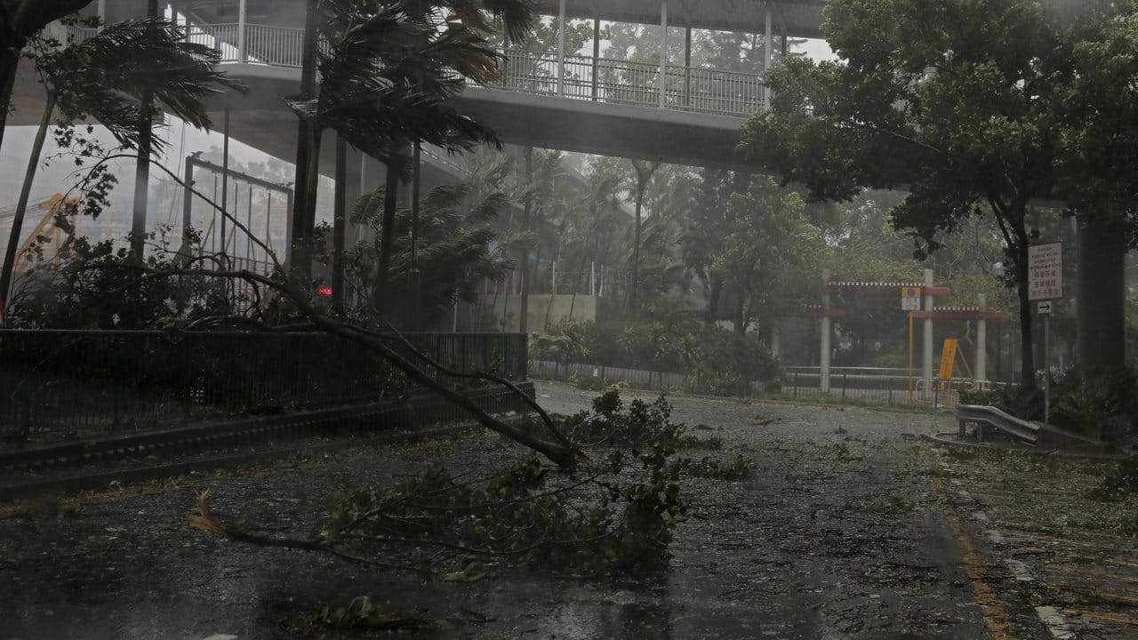 Vom Taifun entwurzelt: Ein umgefallener Baum auf einer Straße.