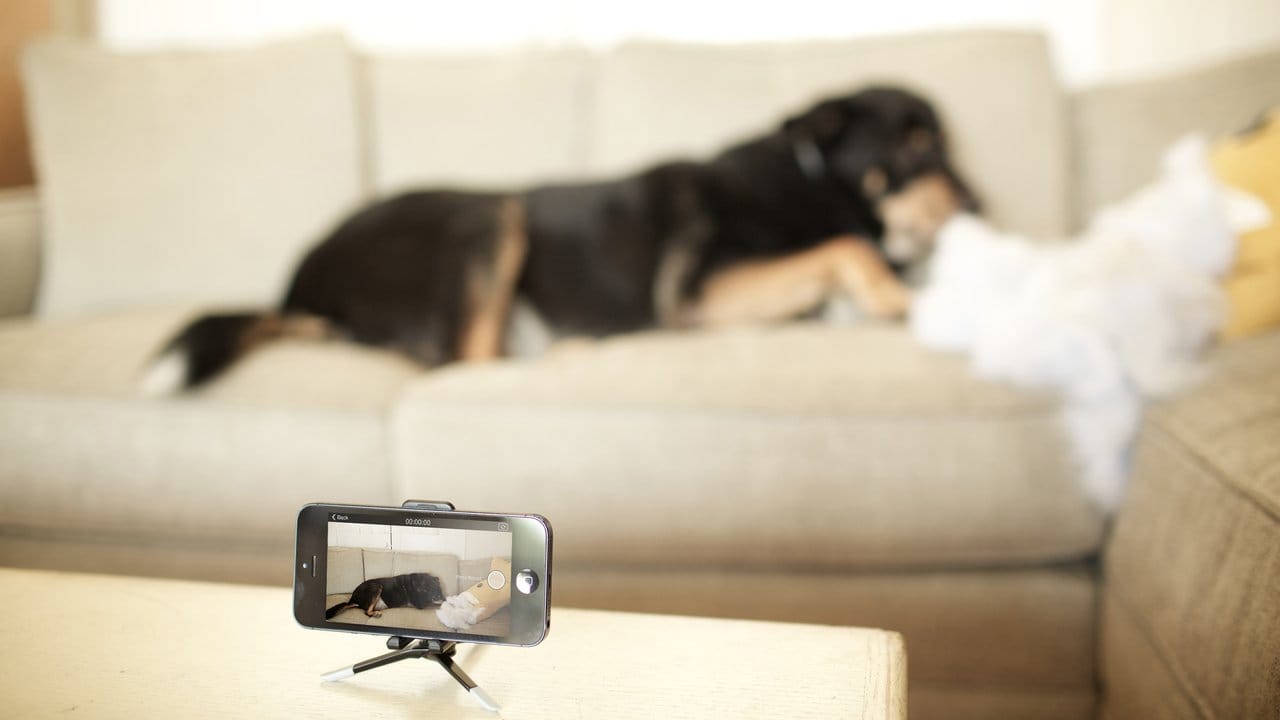 Was macht der Hund? Das ausrangierte Smartphone als Überwachungskamera kann auch Status-Updates vom Vierbeiner daheim nach draußen senden - wenn der Hund es denn stehen lässt. Was macht der Hund? Das ausrangierte Smartphone als Überwachungskamera kann auch Status-Updates vom Vierbeiner daheim nach draußen senden - wenn der Hund es denn stehen lässt.