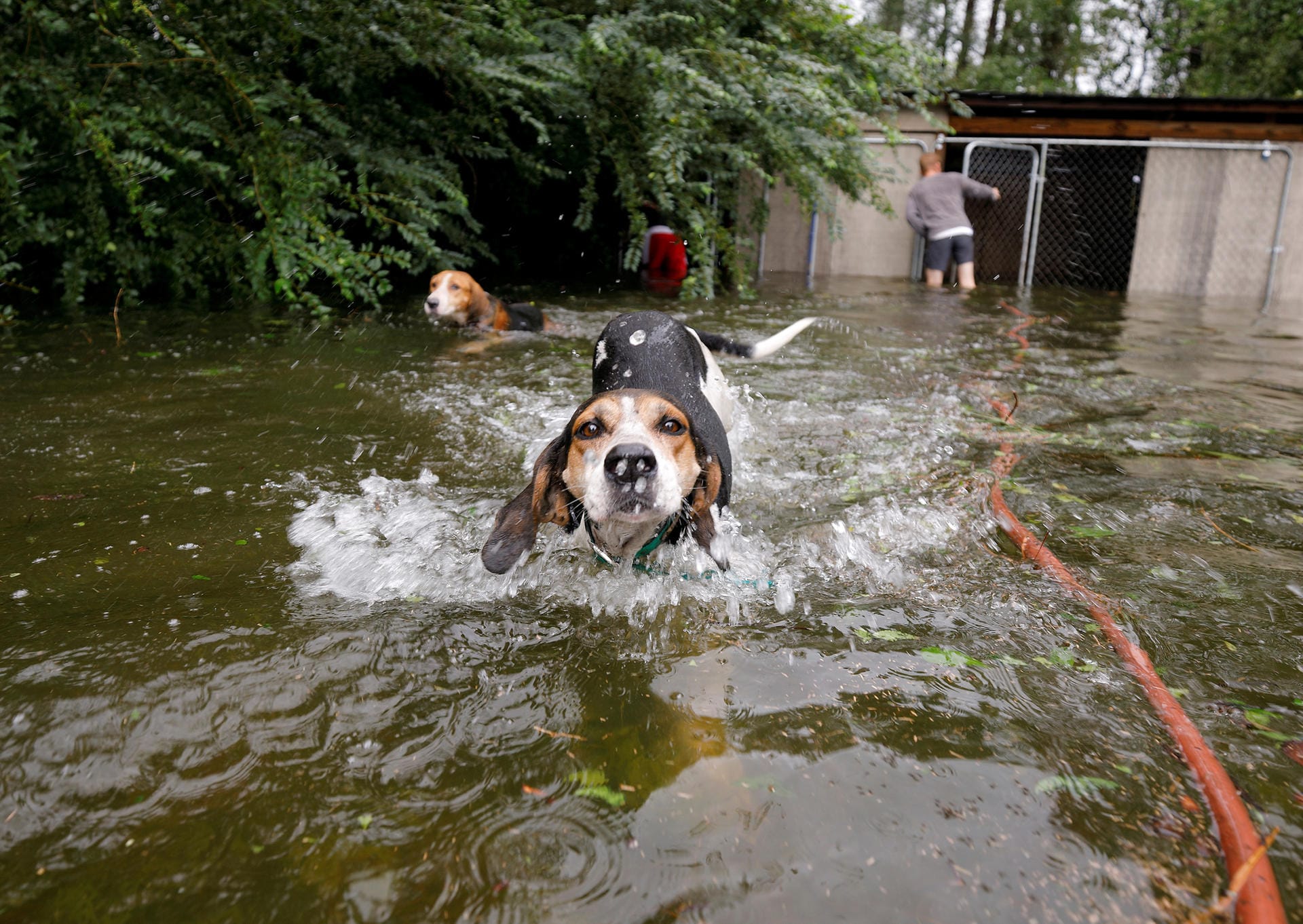 Leland, North Carolina: Hunde schwimmen hektisch durchs Wasser, nachdem sie aus ihrem Zwinger befreit wurden.