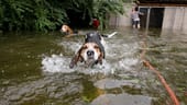 Leland, North Carolina: Hunde schwimmen hektisch durchs Wasser, nachdem sie aus ihrem Zwinger befreit wurden.