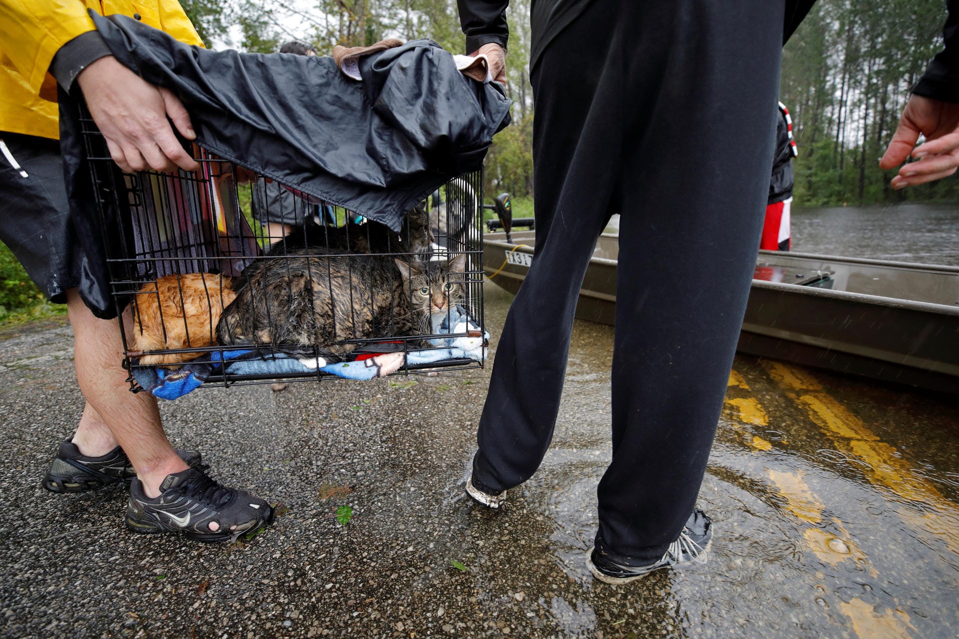 Überrascht von der Flut: Dieser Besitzer bringt seine durchnässten Katzen in Sicherheit. Wegen des Hurrikans stieg plötzlich das Wasser in Leland, North Carolina.