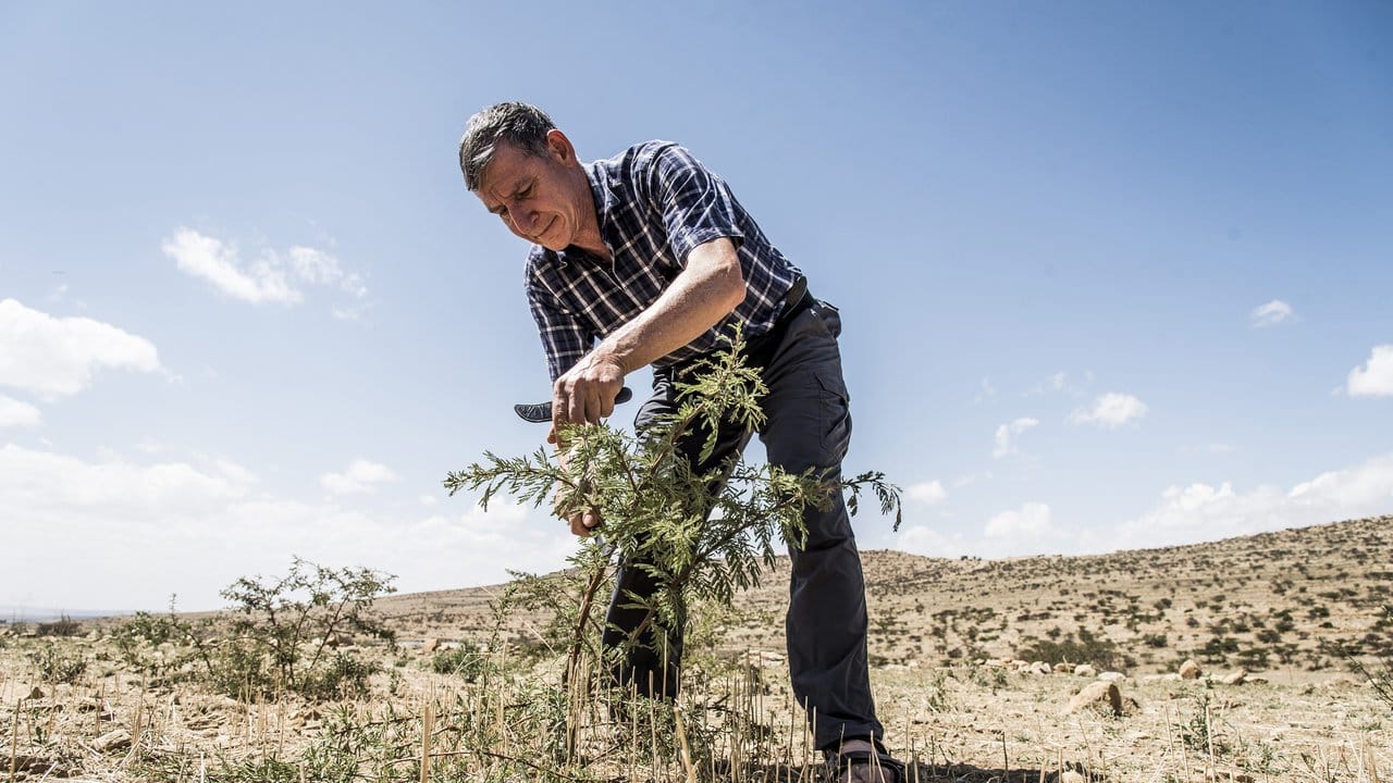 Der Agrarwissenschaftler Rinaudo gilt als "Waldmacher", weil er eine Methode entwickelte, aus im Wüstensand verborgenen Wurzelsystemen Bäume heranzuziehen.