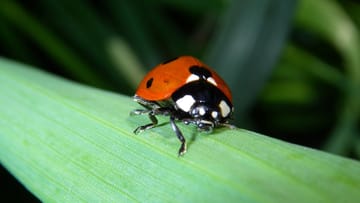 Marienkäfer können auf der Suche nach Überwinterungsstellen manchmal zu Tausenden in die Wohnung ziehen.