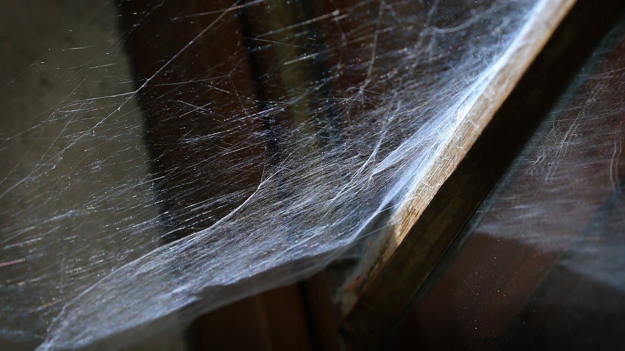 Spinnen sind im Haus sehr nützlich.