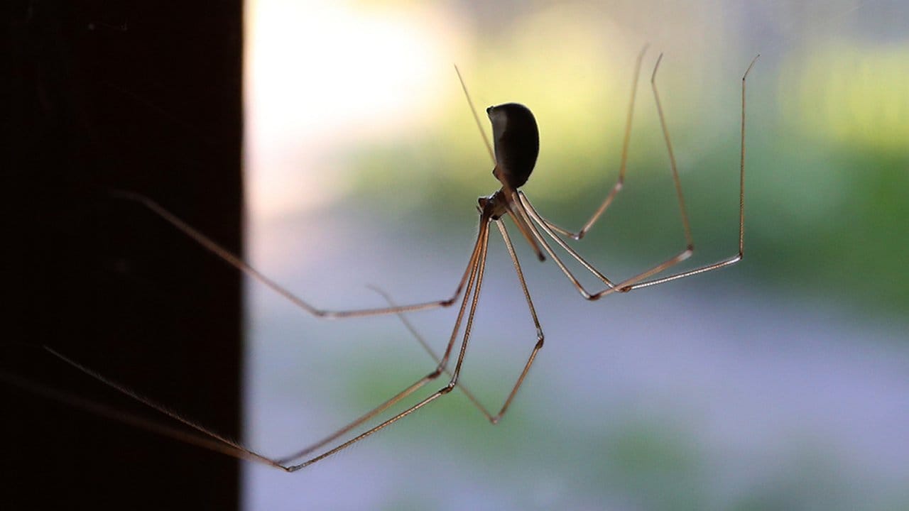 Unbeliebt, aber sicher kein Feind: Spinnen fangen und fressen viele andere Insekten im Haus.