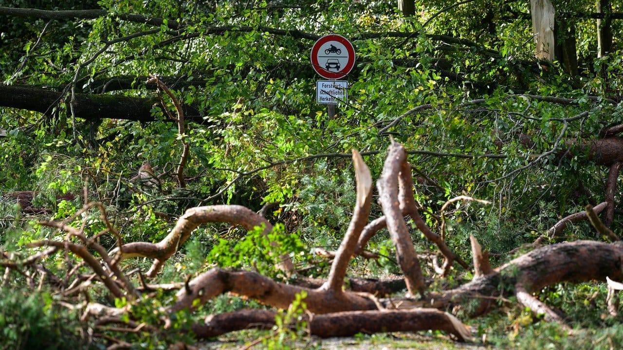 Umgeknickte Bäume blockieren im bayerischen Ebrach eine Straße: In weiten Teilen Süd- und Mitteldeutschlands mussten Straßen gesperrt und von Bäumen befreit werden.