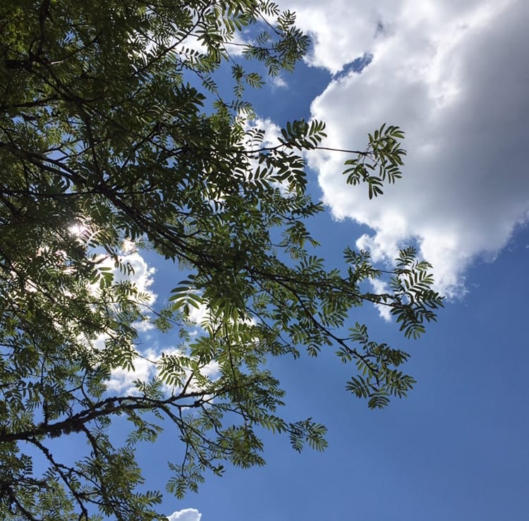 Blauer Himmel mit Baum