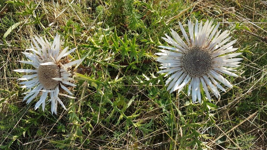 Blumen Blumen