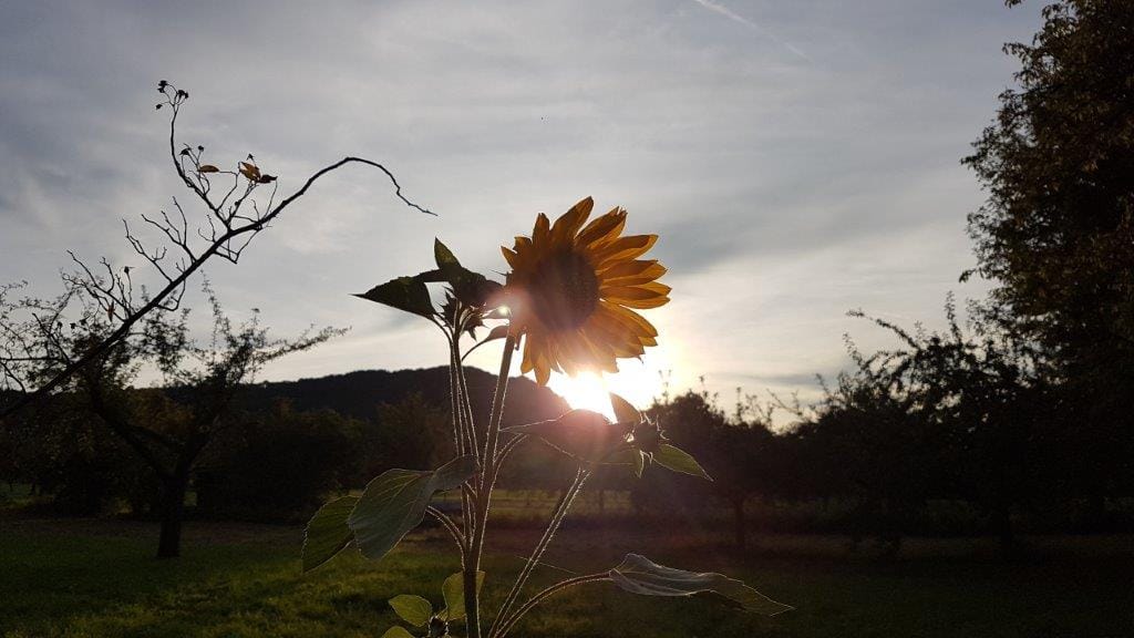 Sonnenblume Sonnenblume