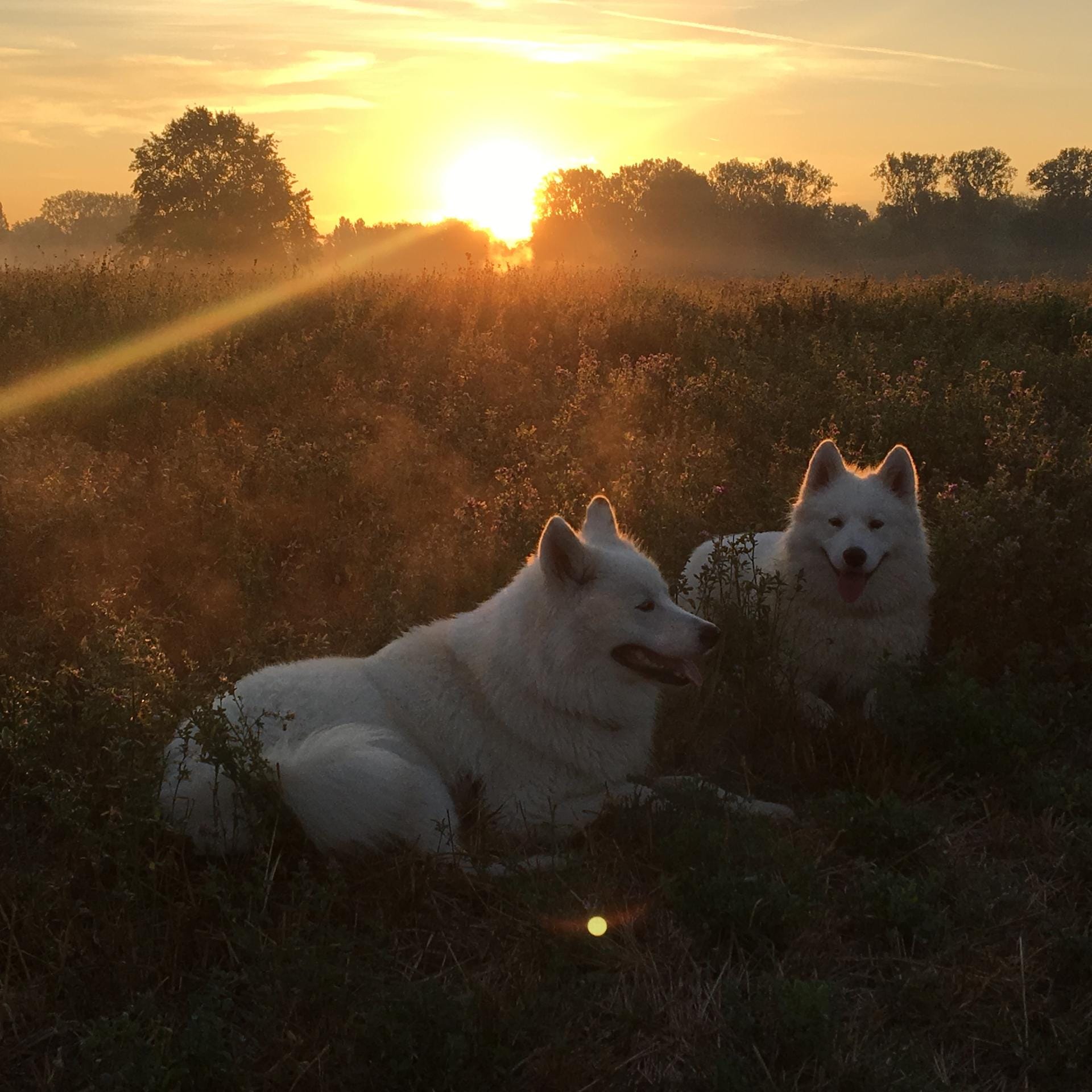 Hunde in der Abendsonne