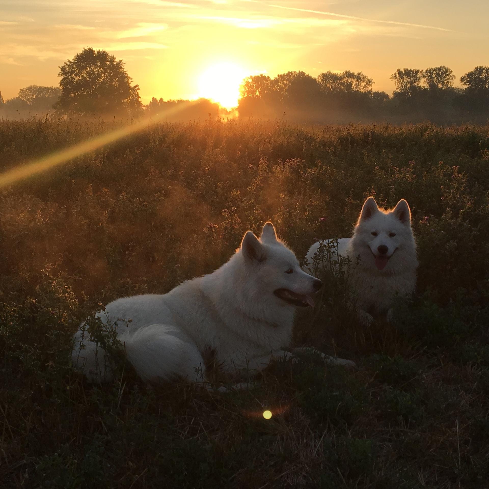 Hunde in der Abendsonne Hunde in der Abendsonne