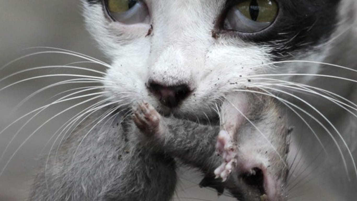 Katze mit Beute: Damit sie eine Ratte tötet, müssen bestimmte Voraussetzungen erfüllt sein.