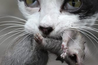 Katze mit Beute: Damit sie eine Ratte tötet, müssen bestimmte Voraussetzungen erfüllt sein.