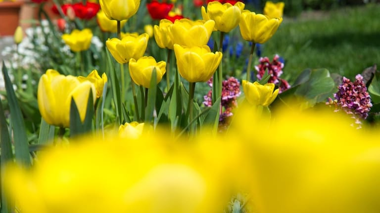 In bunten Farben blühen Tulpen im Frühling und sind ein echter Hingucker im Garten.