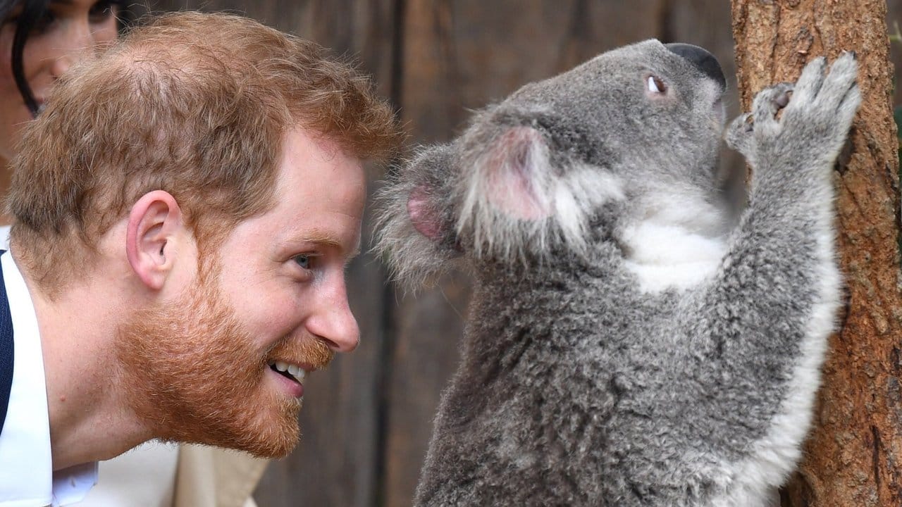 Auf Du und Du mit dem Koala: Prinz Harry und "Ruby".