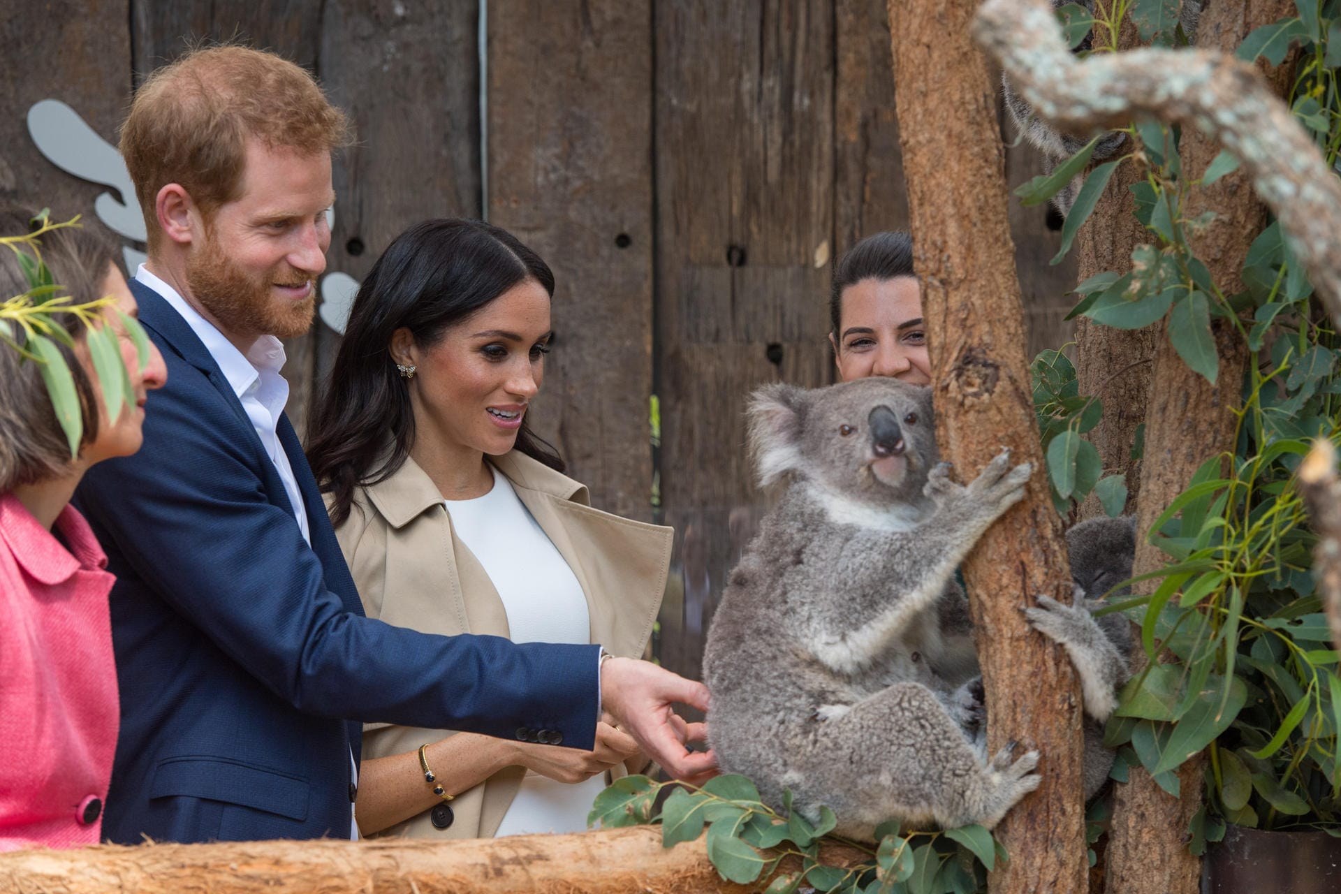 Tuchfühlung mit einem Koala: Harry und Meghan besuchen den "Taronga" Zoo in Sydney.