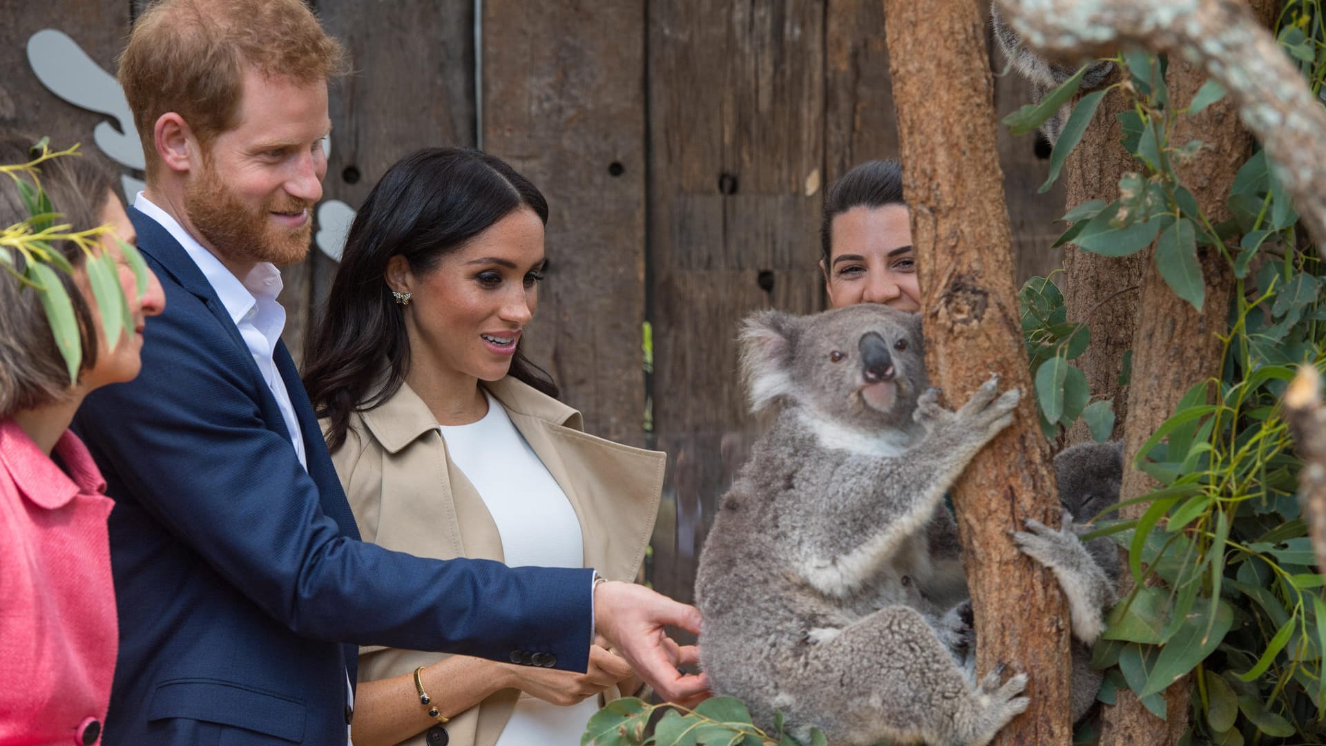 Tuchfühlung mit einem Koala: Harry und Meghan besuchen den "Taronga" Zoo in Sydney.