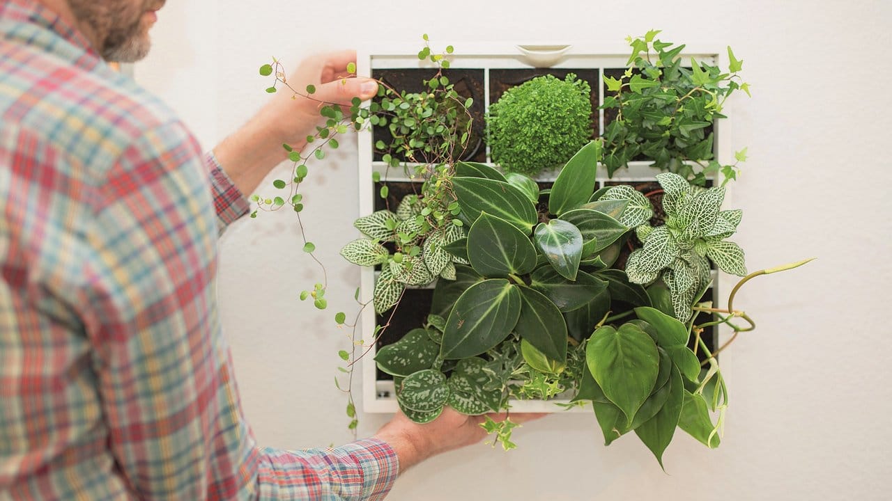 Wie ein Bild, aus dem es grünt: Pflanzen lassen sich in geeigneten Rahmen auch an Wänden aufhängen.