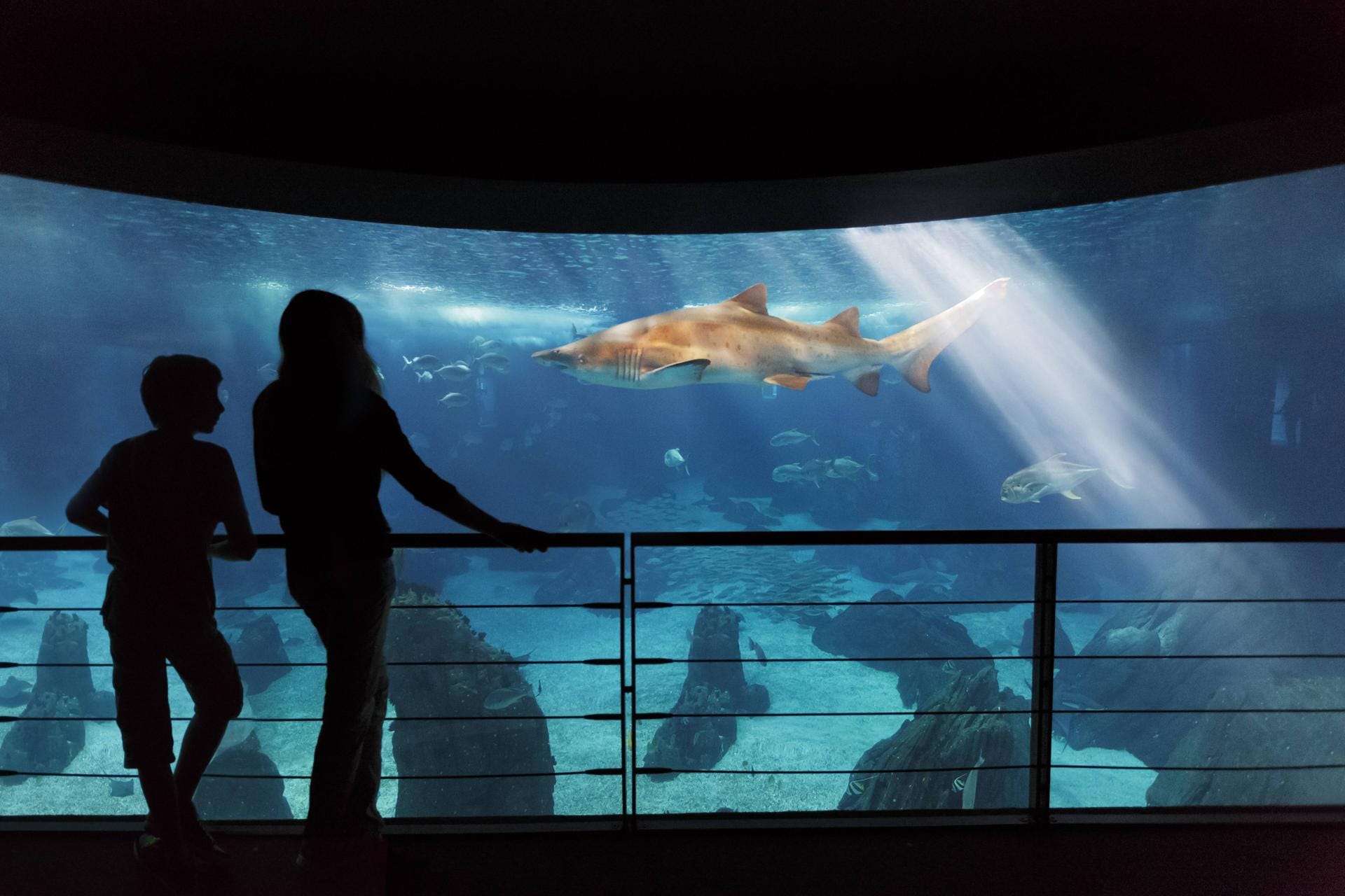 Aquarium in Lissabon: Mit wetterfesten Alternativen wird auch ein verregneter Urlaub erholsam.