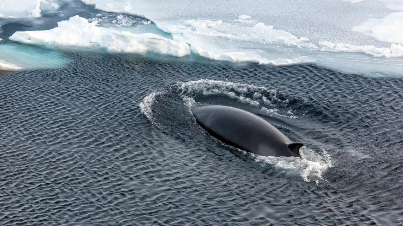 Zwergwal im antarktischen Südpolarmeer.