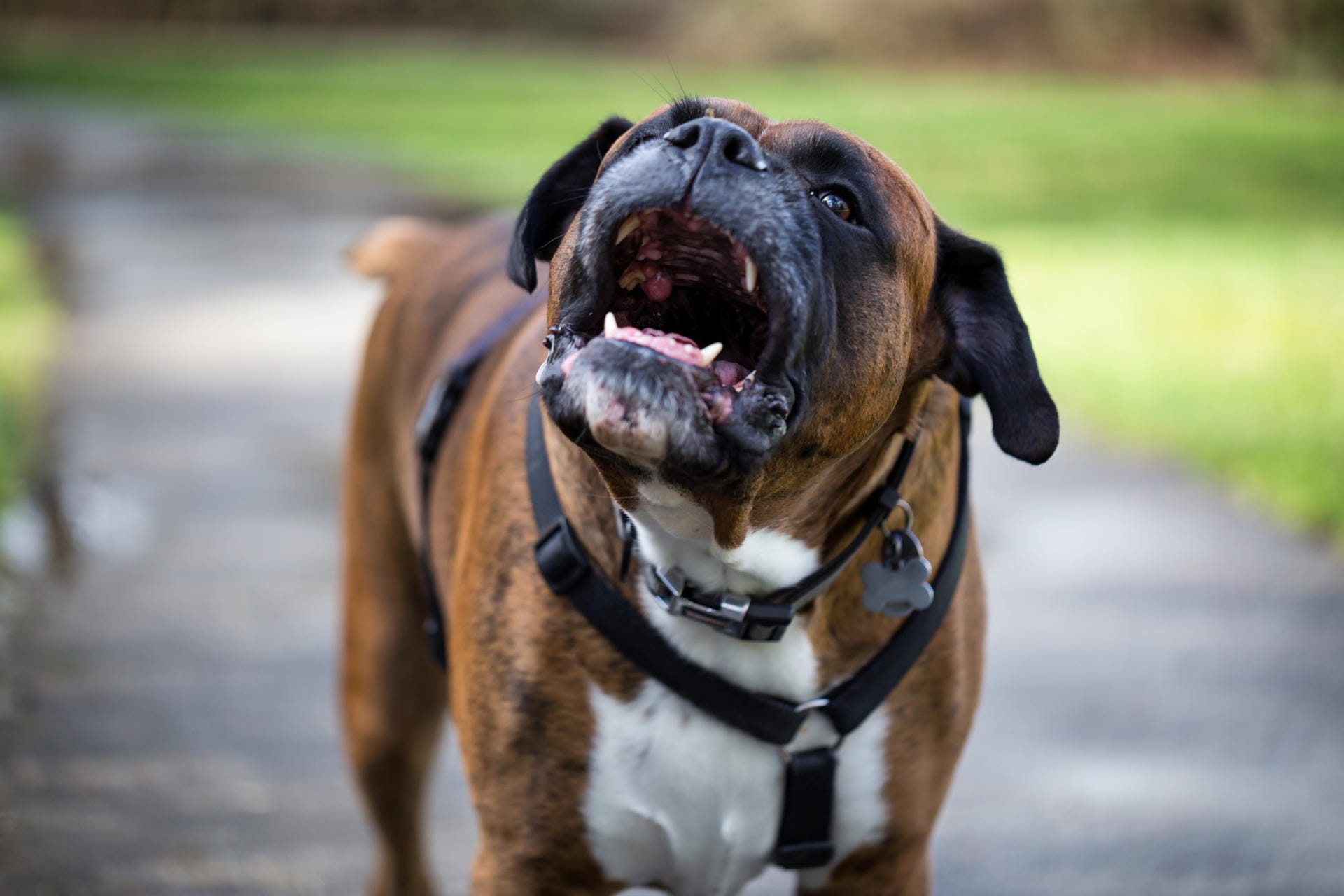 Der Boxer ist ein unerschrockener Wach- und Schutzhund, der ausgeglichen und selbstbewusst ist und einen ausgeprägten Spieltrieb besitzt.