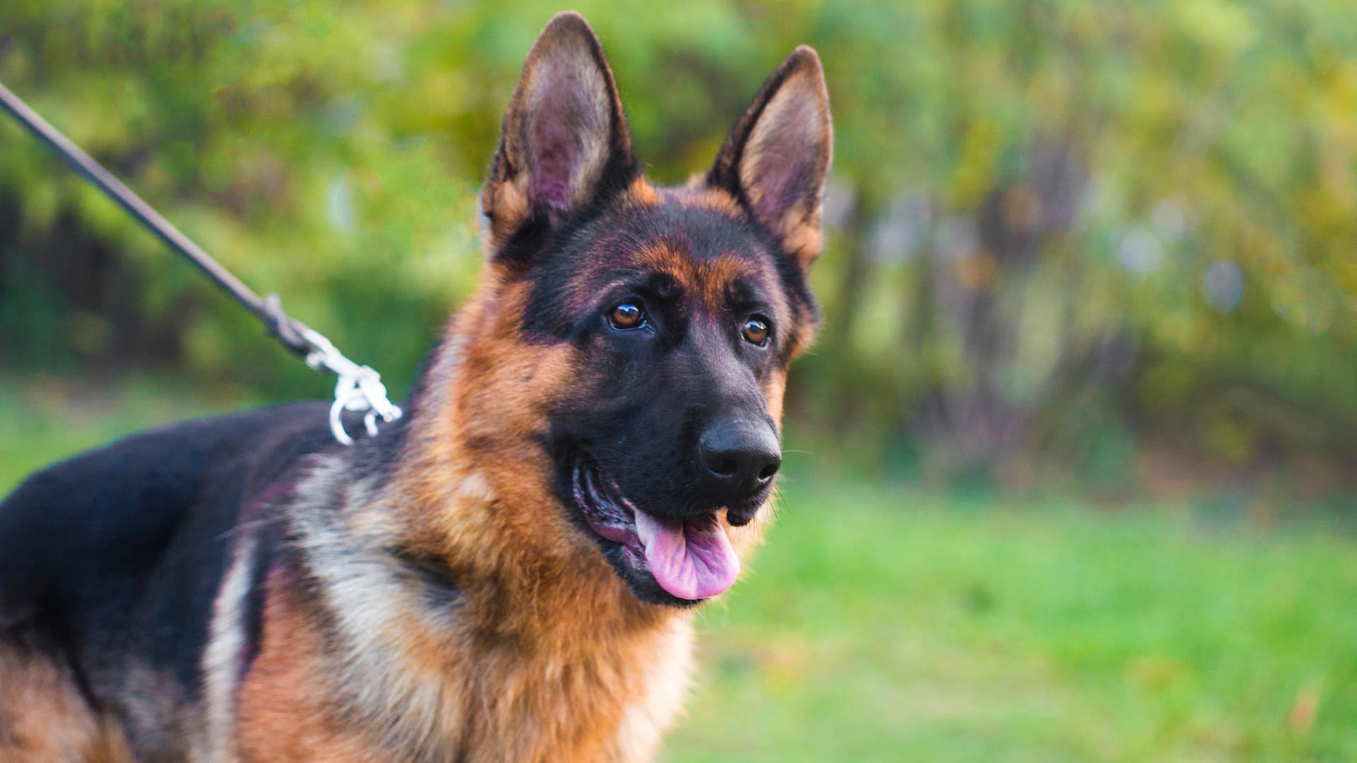 Besondere Wachhundqualitäten bringt der Schäferhund mit, da er Mut, Härte und Kampftrieb besitzt und seit vielen Jahrzehnten zum Schutz der Menschen und zum Hüten gezüchtet wird.