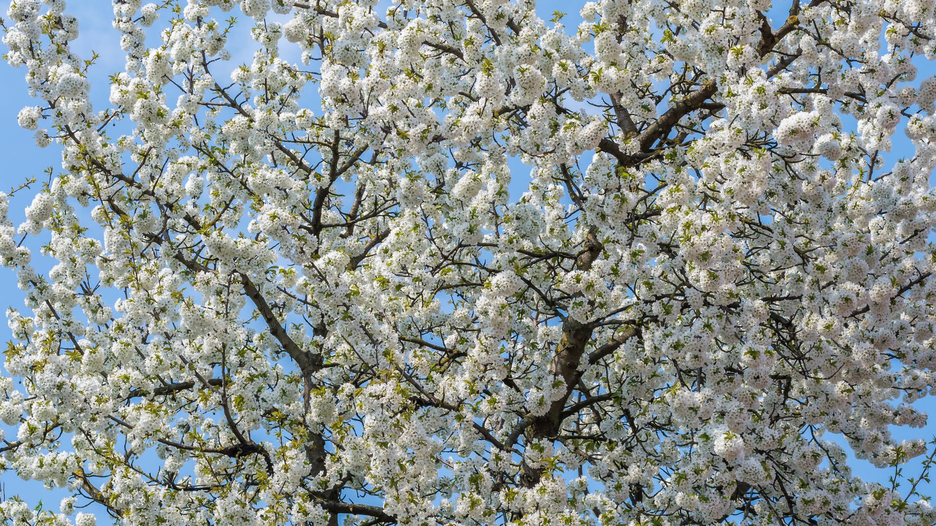 Baum des Jahres 2010: Vogelkirsche