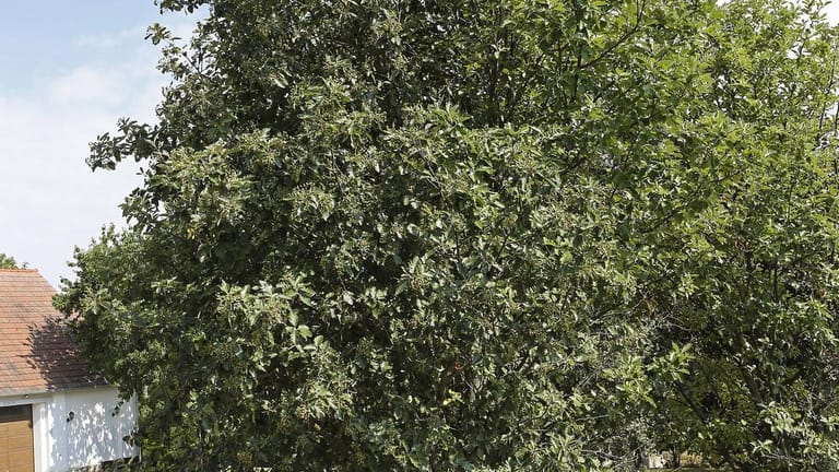 Baum des Jahres 2011: Elsbeere